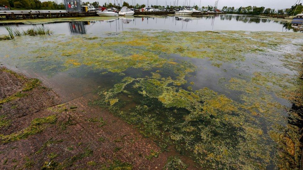 Blue-green Algae on the slip of Ballyronan marina