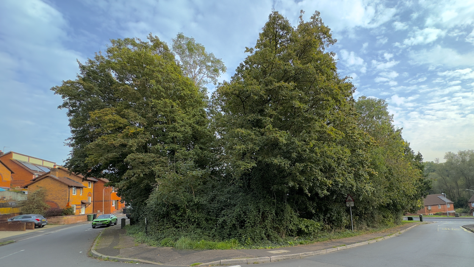 Trees in Exeter