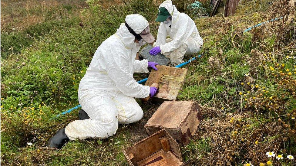 Rangers cleaning nesting boxes