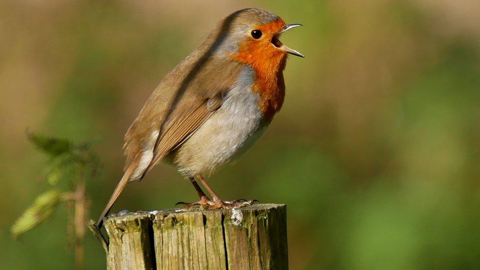 Robin at Forest Farm, Cardiff