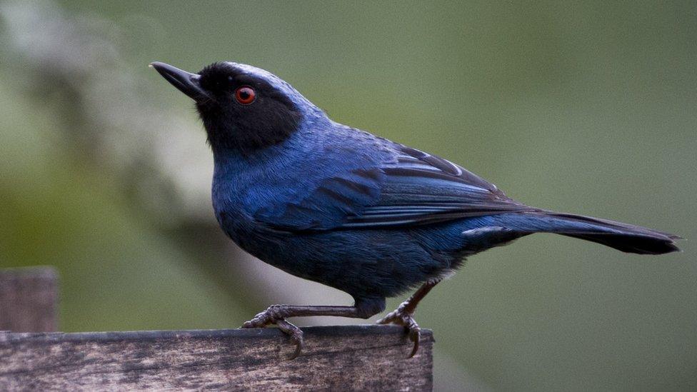 Masked Flowerpiercer bird