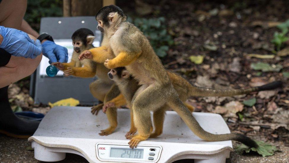 A Squirrel Monkey