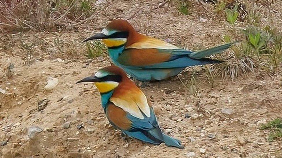 Bee-eaters in Norfolk