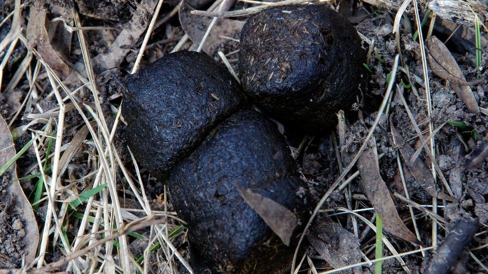 wombat-poo