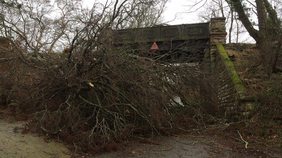 A tree is blown down by Storm Barbara, blocking a road over Bangor Mountain