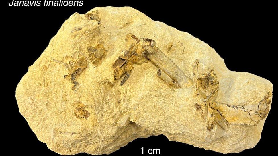 Fossil showing how modern birds originated