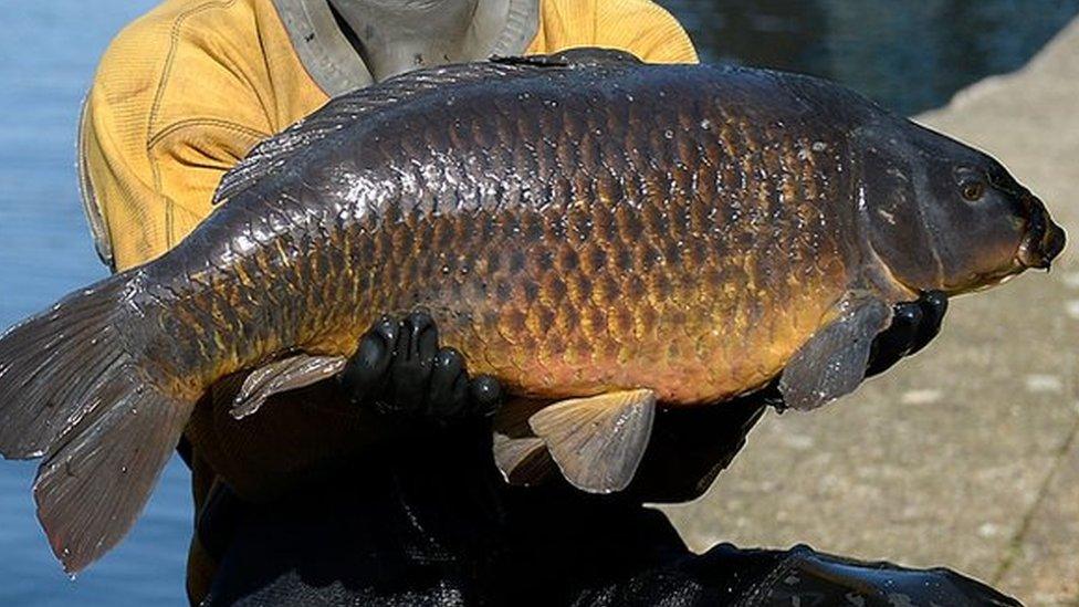 generic carp photo