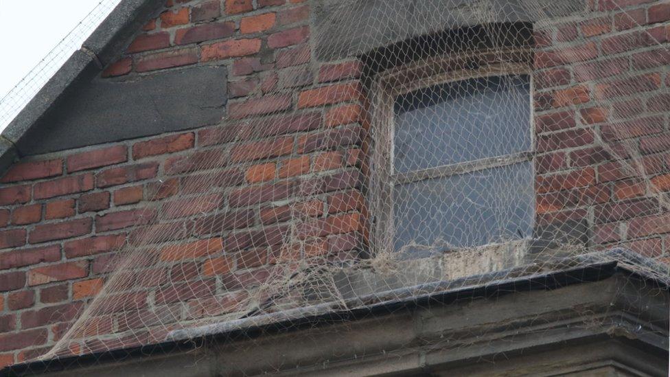 Nesting kittiwakes