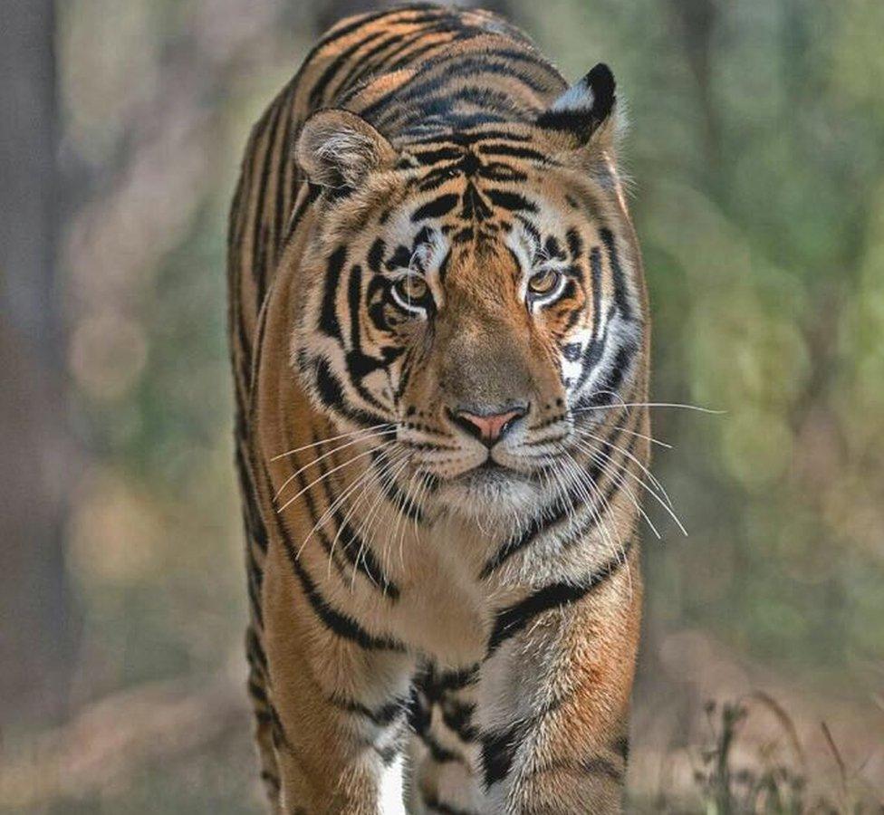 The three-year-old tiger goes by the name of 'MB2'