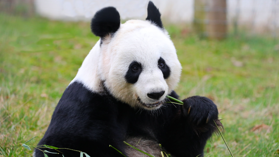 Tian Tian