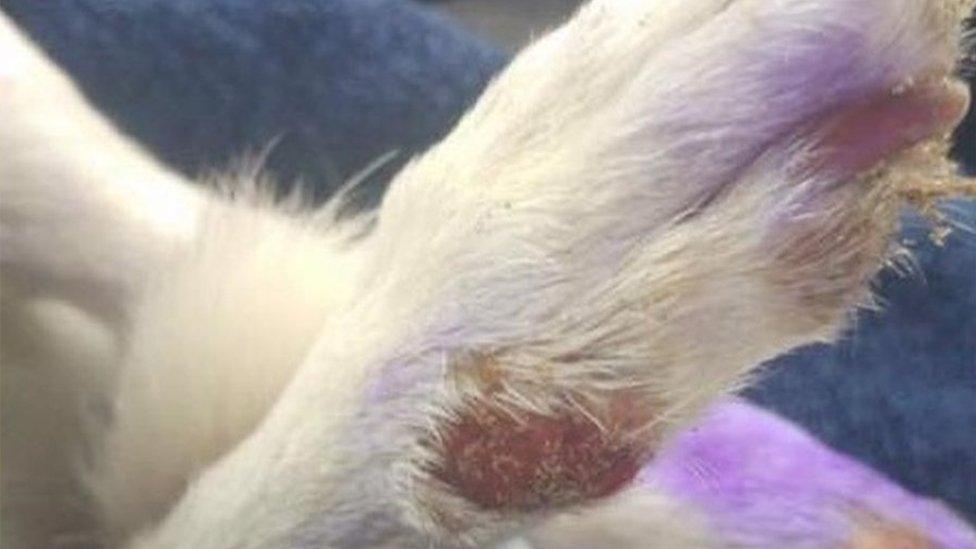 Lesions on a dog's paw