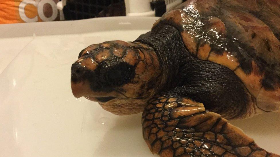 The loggerhead turtle is being cared for at Exploris in County Down