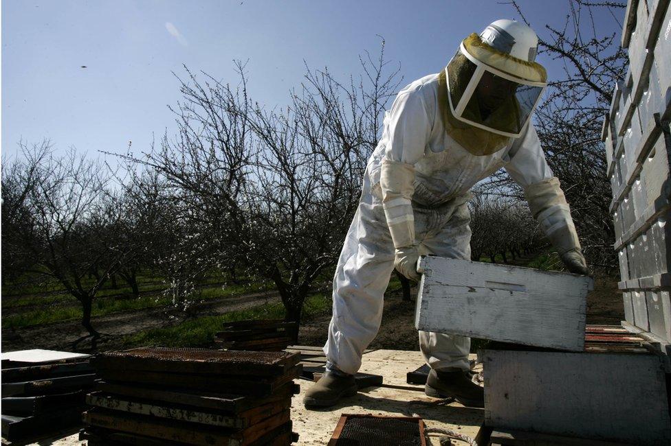 A man moves a beehive box on a truck, next to an almond orchard near Visalia, in California.