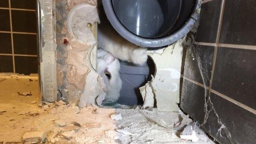 Cat stuck in soil pipe