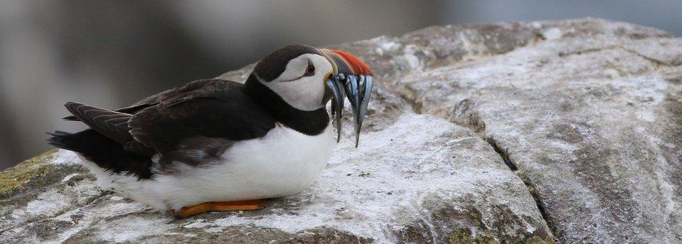 Puffin