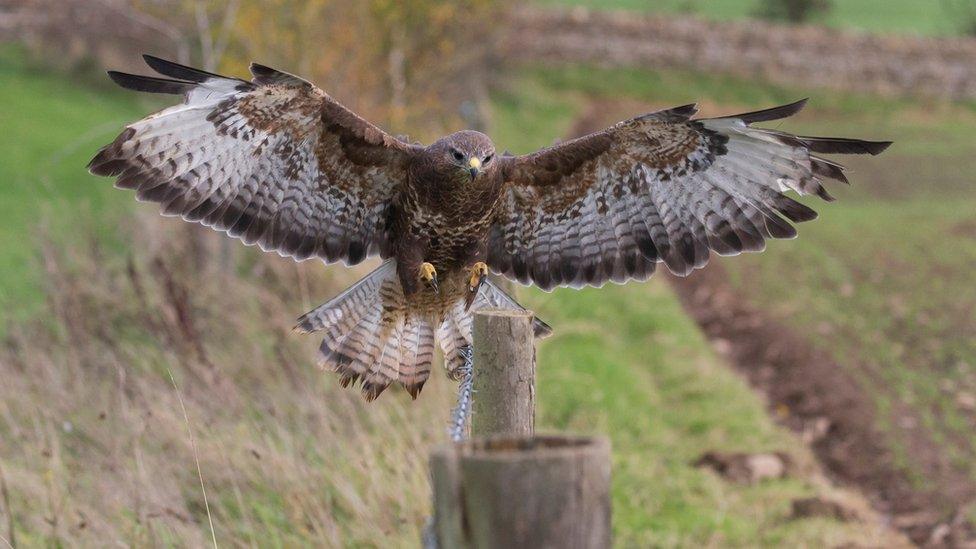 Buzzard