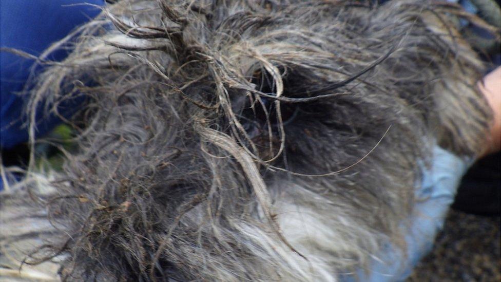 Dog with matted fur