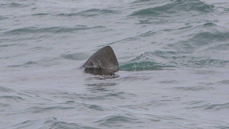 Fin of a basking shark popping above the surface of the water