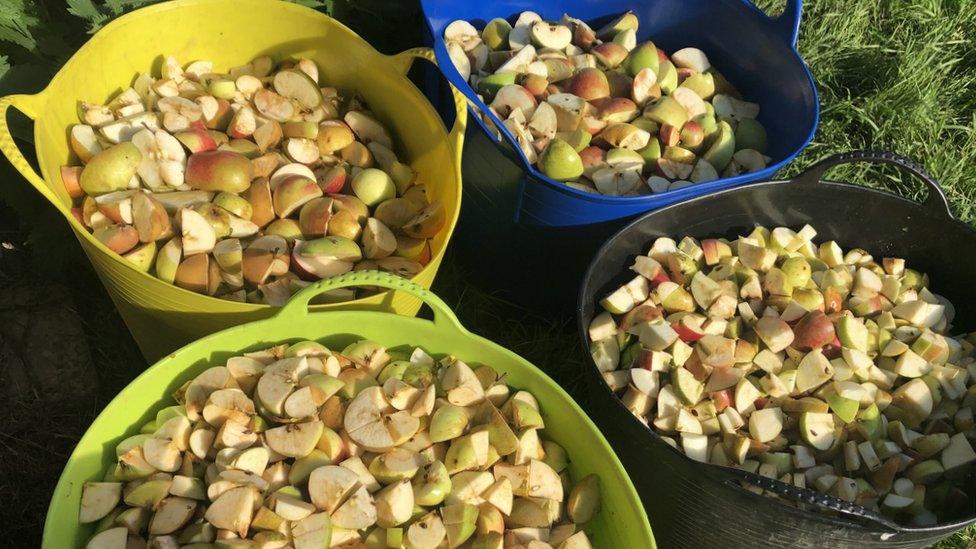 Apples waiting to be pressed