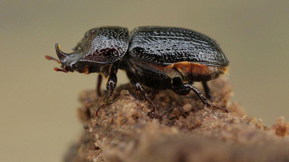 Rhinoceros beetle