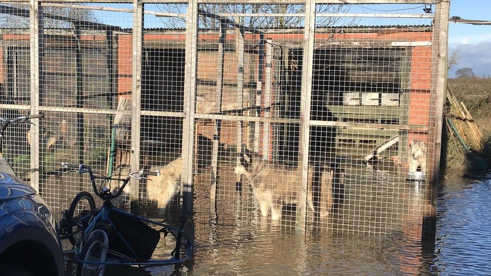 huskies in cage