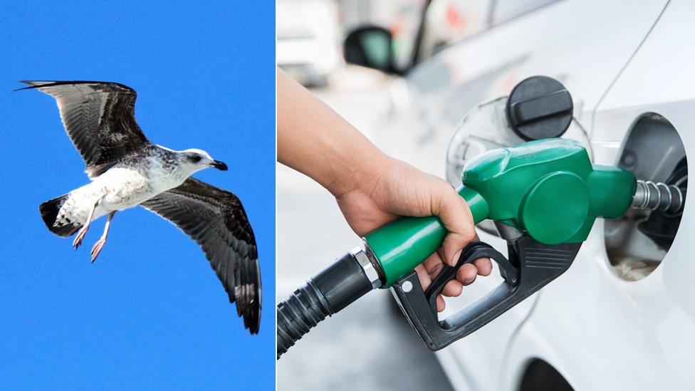 A petrel and a petrol pump