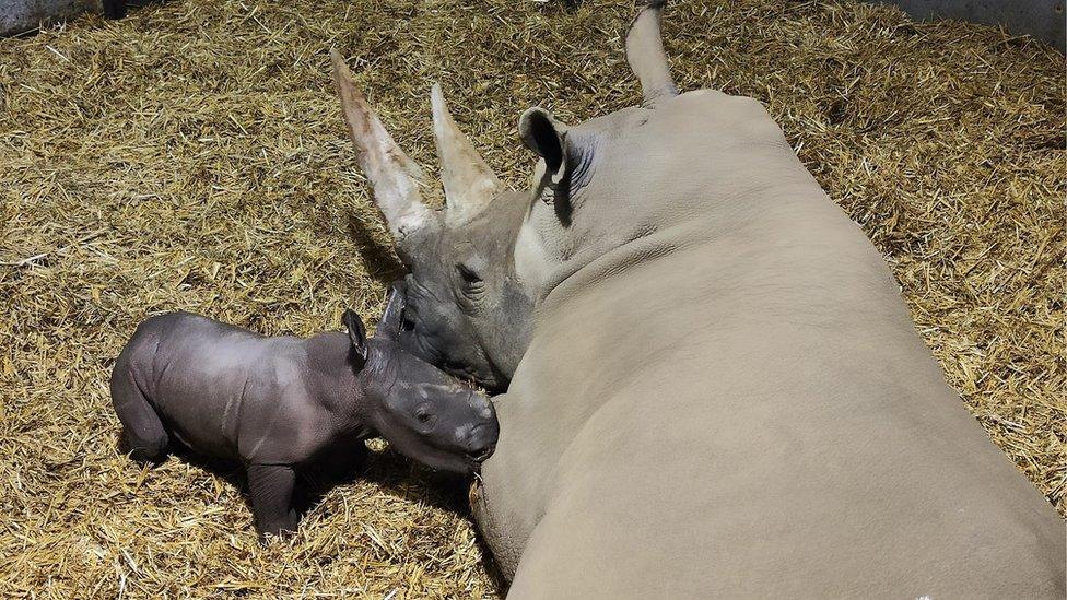 The white rhino calf with its mother