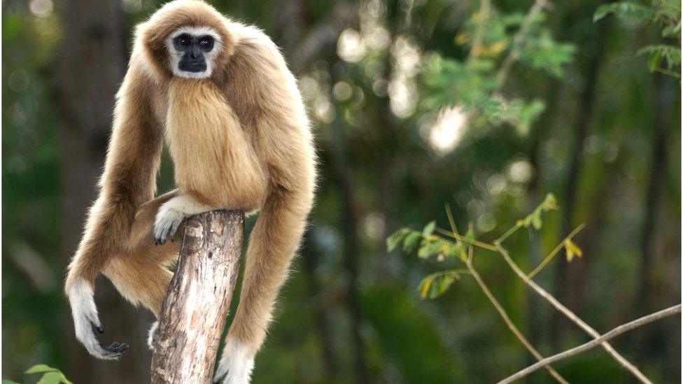 Gibbon in the forest