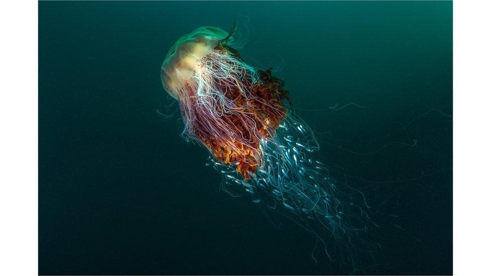 Lion’s Mane jellyfish, St Kilda, off the Island of Hirta, Scotland