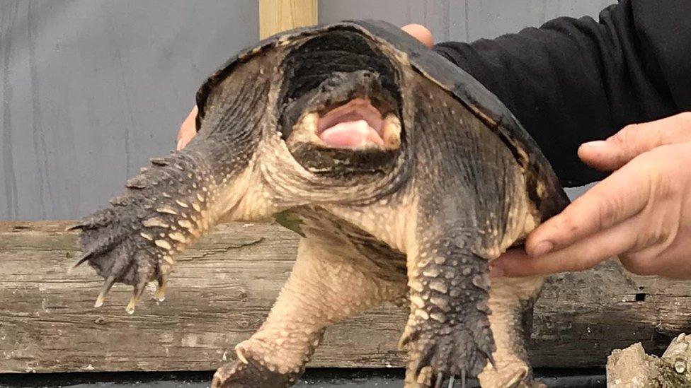 Snapping turtle