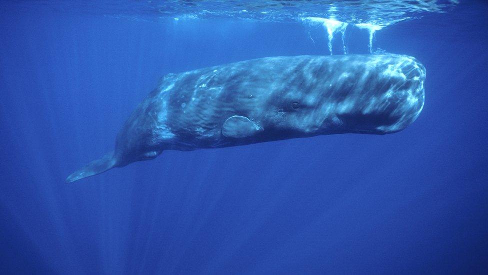 sperm-whale.