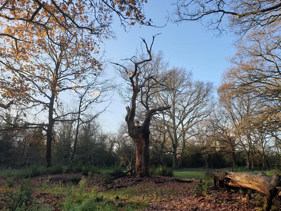 Bare tree stump