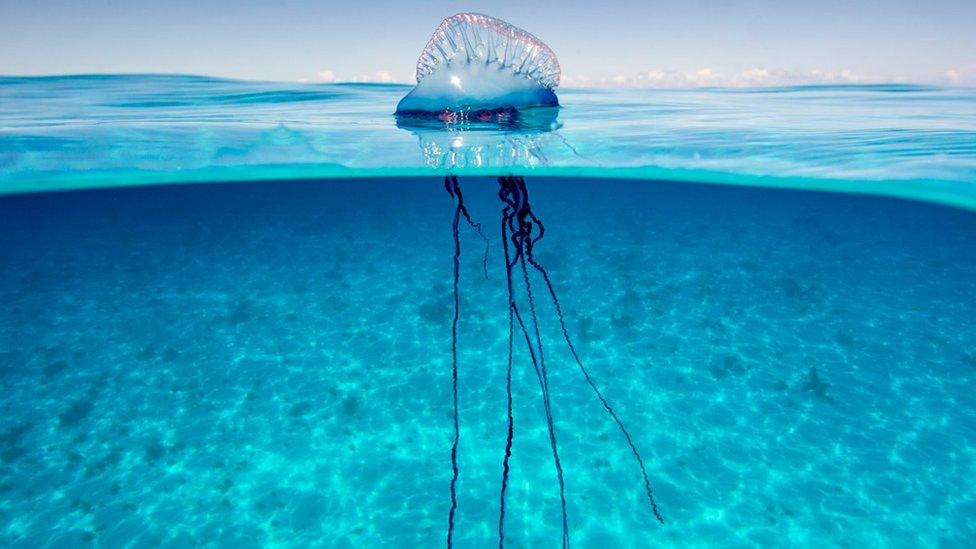 Portuguese man o' war