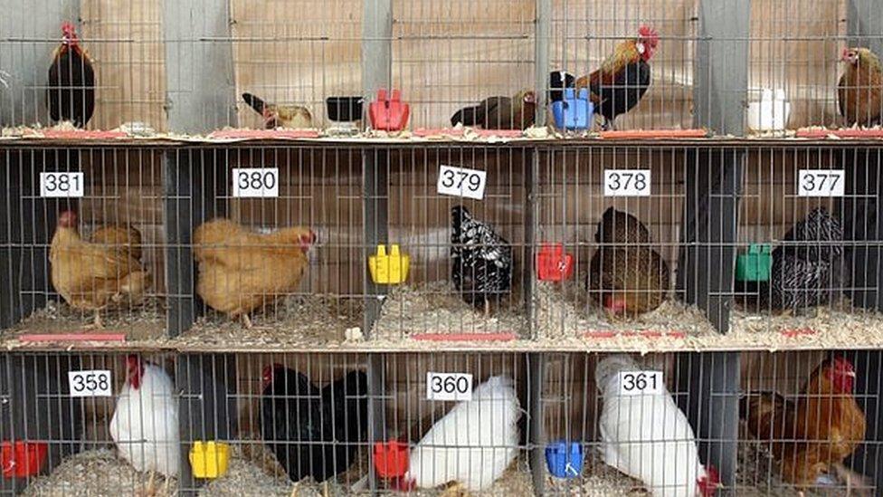 Chickens competition, Bath and West Show