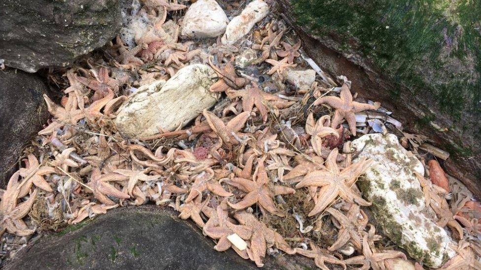 Beach debris