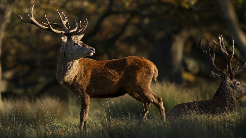 Stags at Helmingham Hall December 2020