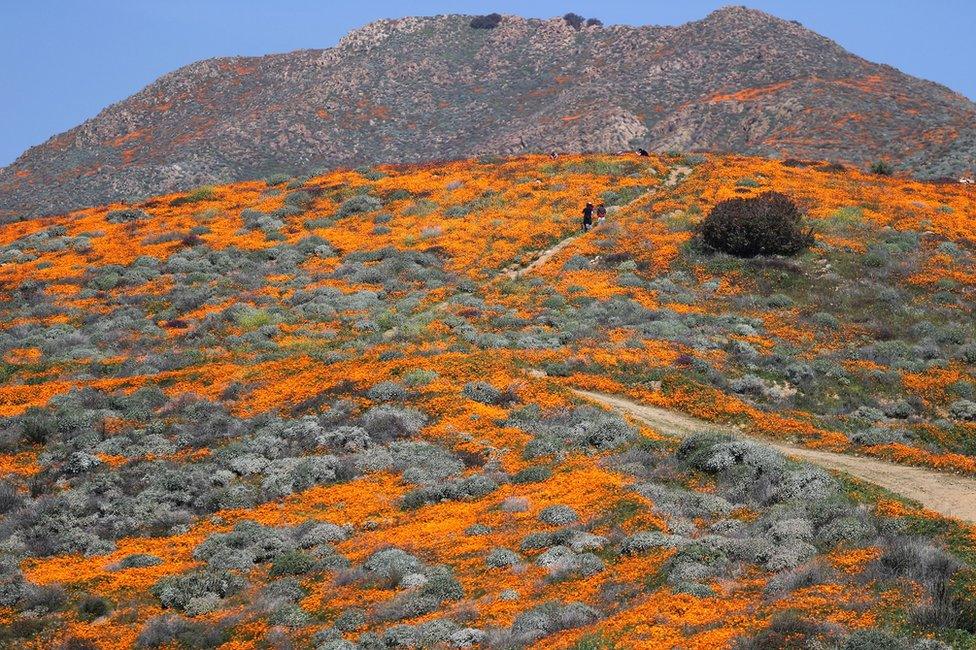 A super bloom of poppies is seen in Lake Elsinore, California