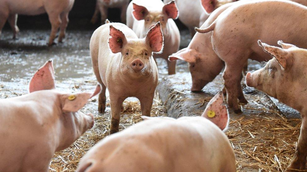 A pig looks on while in a barn at Belle Vue Farm in Preston, England.