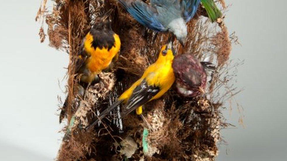 Ornamental stuffed birds, about 1870-1890.