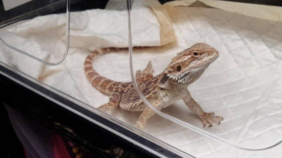 The Bearded Dragon in a clear case