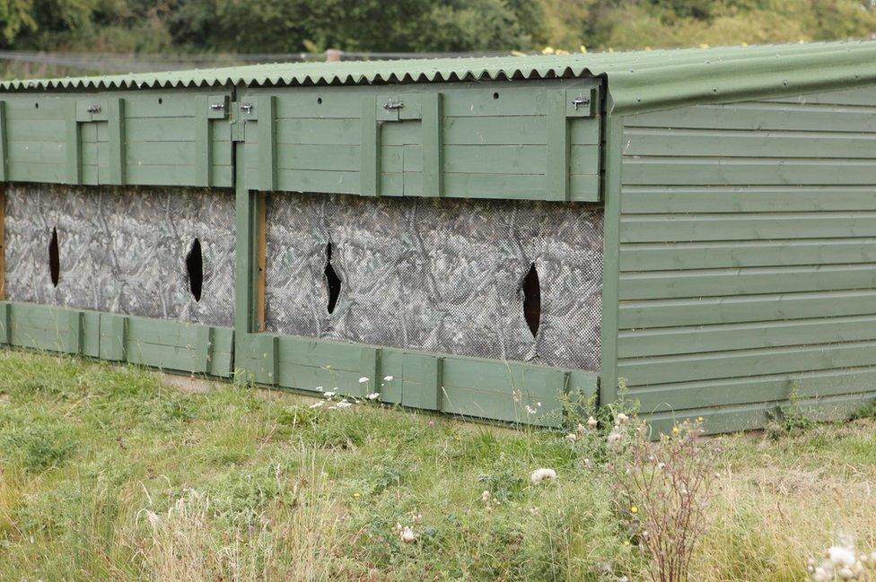 Osprey hide