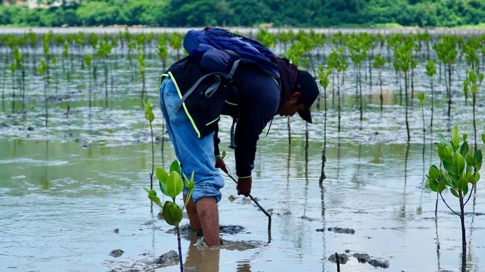 mangrove