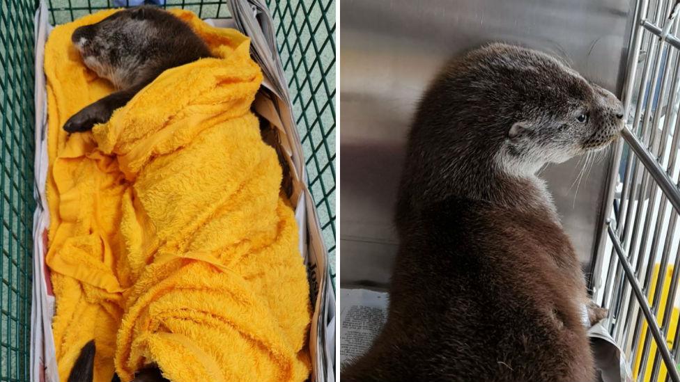 Otter at wildlife hospital