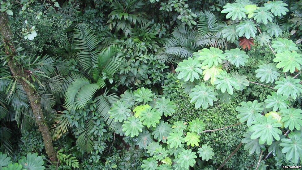 Rainforest canopy, Panama