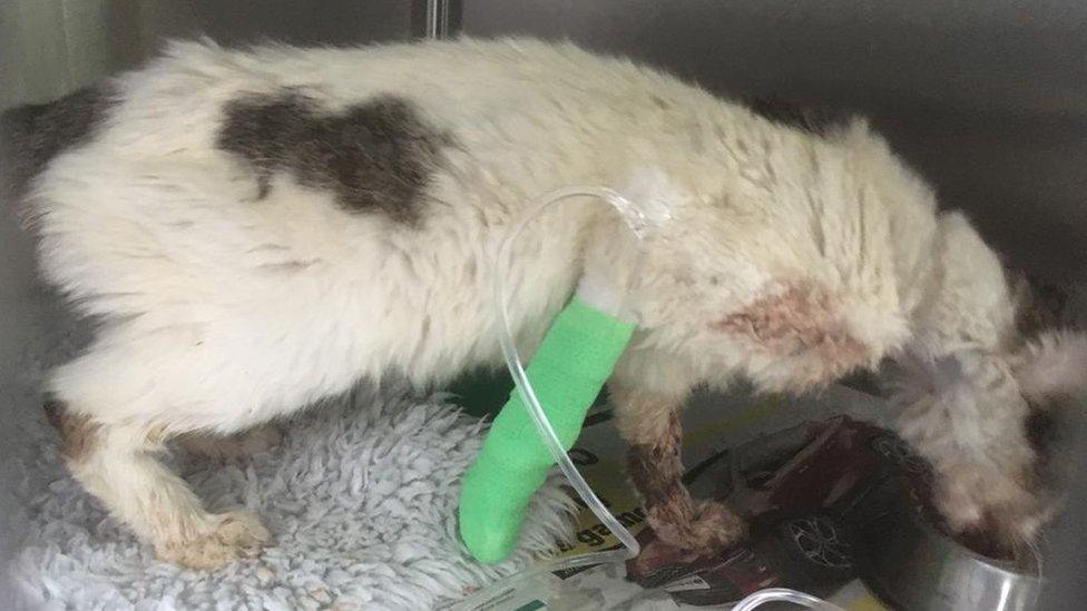 Female tabby cat who was dumped with two dead cats and pig body parts