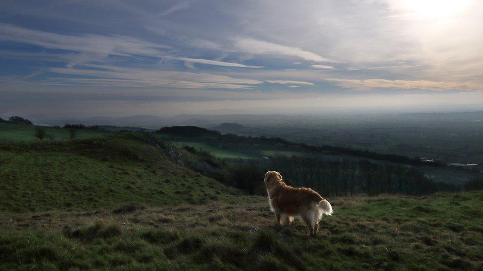 A dog looking out at hills