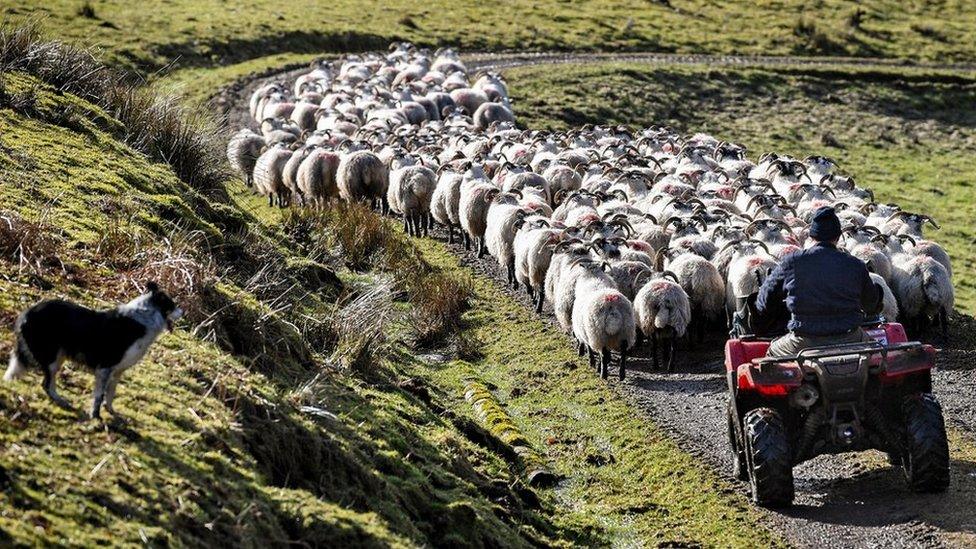 Angus MacFadyen his sons Colin and Allan work with their sheep on Bragleenmore farm in Scammadale Glen on February 20, 2018 in Oband,Scotland