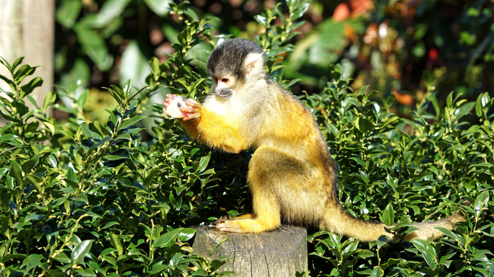 A squirrel monkey holding an ice lolly