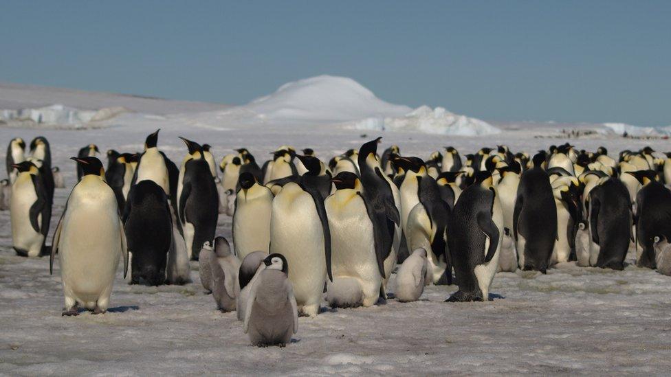 Emperor penguin colony