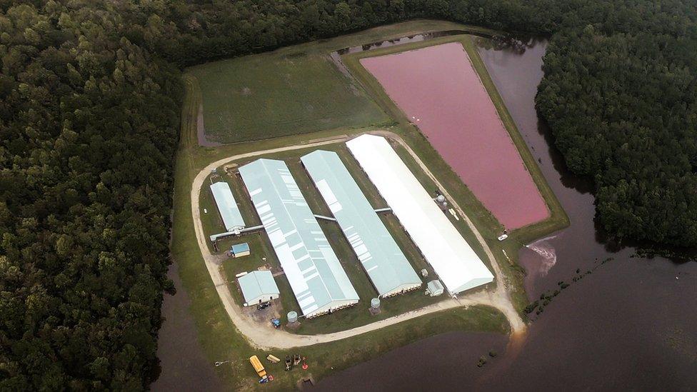 A pig waste lagoon in North Carolina after Hurricane Florence